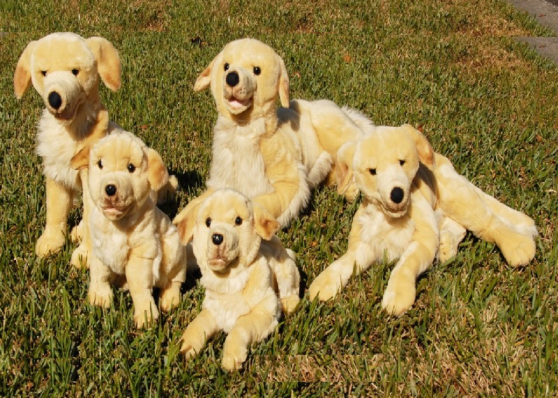 GOLDEN RETRIEVER (image for) GOLDEN RETRIEVER